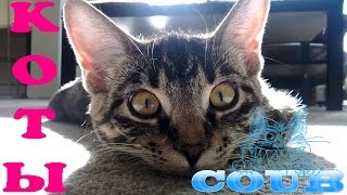 COUB приколы с животными - прикольные кошки и котята #2 / COUB best funny cats and kittens COUB приколы с животными - прикольные кошки и котята #2 / COUB best funny cats and kittens