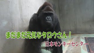 ゴリラ】まだまだ元気なタロウさん！(日本モンキーセンター) - YouTube