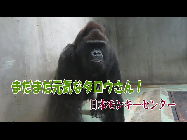 ゴリラ】まだまだ元気なタロウさん！(日本モンキーセンター) - YouTube