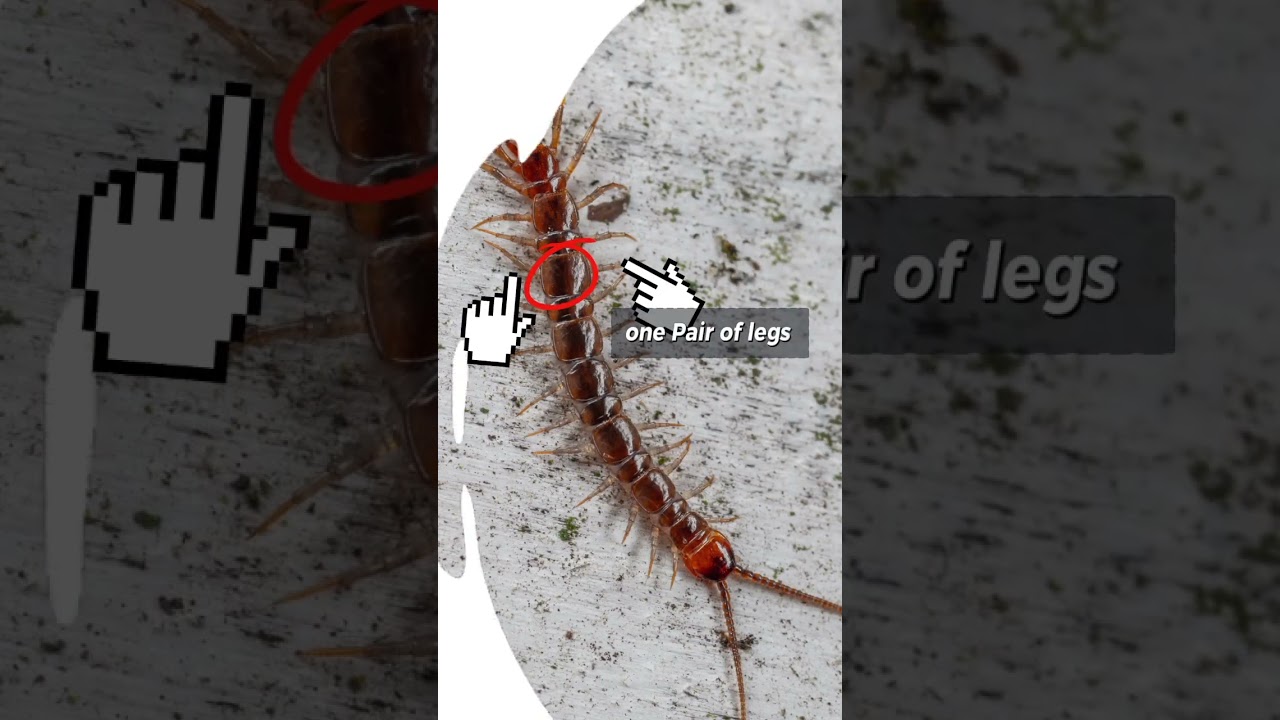 difference between Millipede and centipede || 