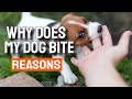 🐶¿WHY does my DOG BITE my HANDS when I PET him?? 👋Reasons