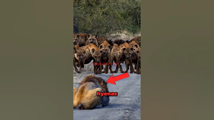 100 Hyenas VS Poor Lion Meet  in The Wild! - Blondi Foks #shorts