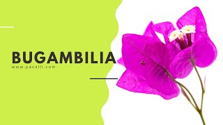 La Bugambilia