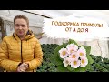 ПРИМУЛА ОТ РАССАДЫ ДО ЦВЕТЕНИЯ. ПОЛНЫЙ ЦИКЛ ПОДКОРМОК