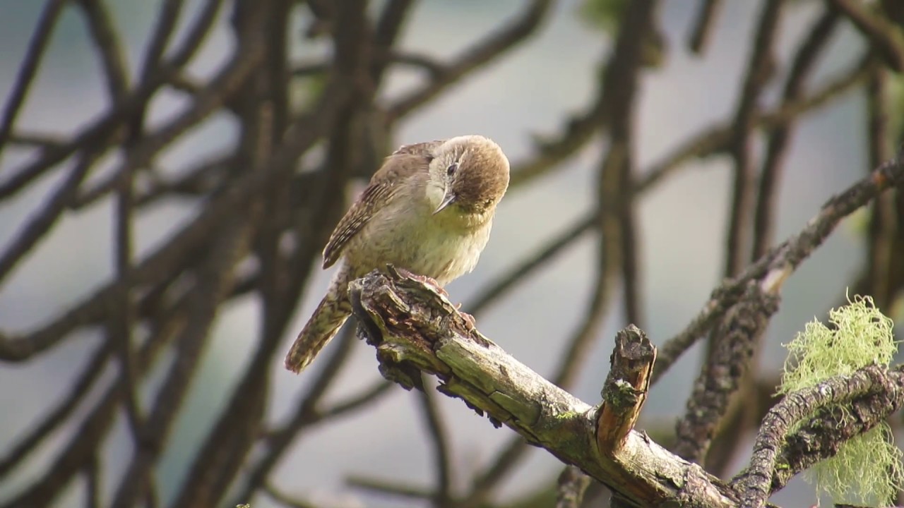 House Wren YouTube