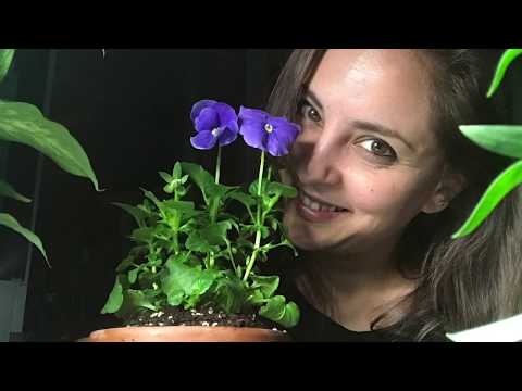 Video: „Panselute” - Floare De Interior