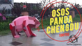 Oso Panda Gigante 2018 / Chengdu / China