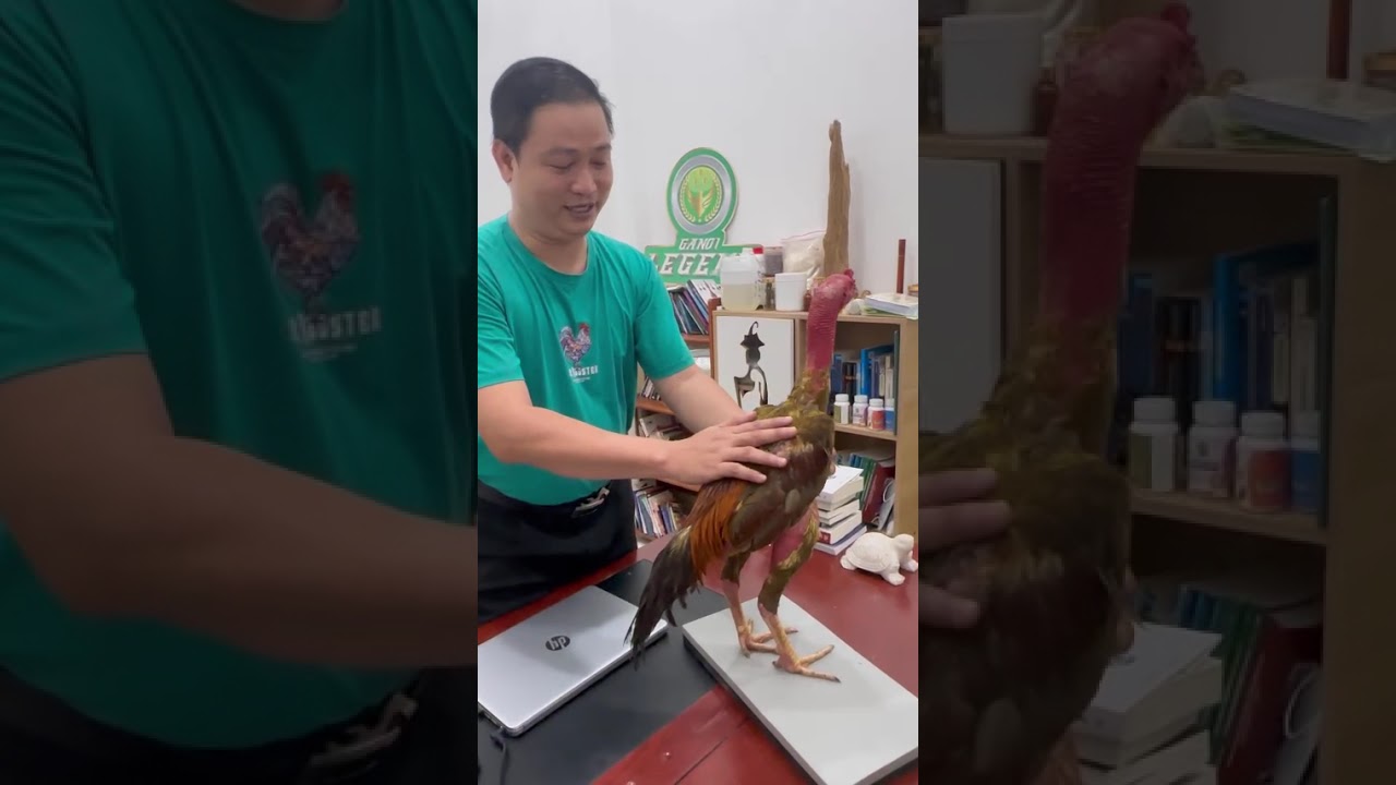 Giúp một thanh niên xem gà khi bị hàng xóm chê vảy xấu