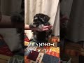 いないいないばあ！！ #ミニチュアシュナウザー #ドッグトレーニング #犬芸