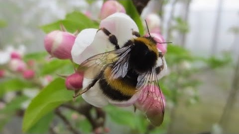 Bumblebee Exposure To Neonic Pesticides Can Lead To Poorer Crops