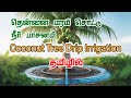 Coconut tree drip irrigation system implementation🌴🥥 #dripirrigation #dripirrigationsystem #coconut