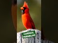 Um dos Pássaros mais Bonitos do Mundo! Cardeal Vermelho #shorts