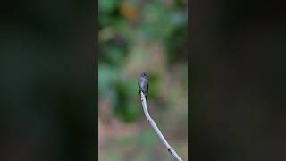 In The Shadows The Dark-Sided Flycatcher In Its Natural Habitat.