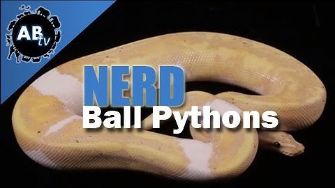 NERD Ball Pythons! SnakeBytesTV : AnimalBytesTV