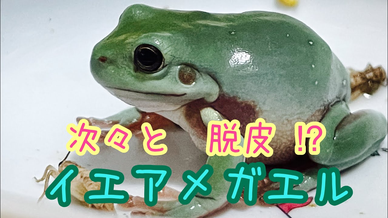 イエアメガエル ４ 次々と脱皮 Youtube