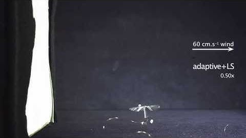 Wind Disturbance Rejection for an Insect-Scale Flapping-Wing Robot