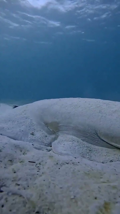 Tubarão   Raia = Tubarão Raia 🦈