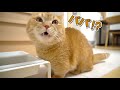 ごはんを食べてる途中でパパが帰ってきて焦っちゃう猫の反応が可愛い!