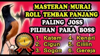 Masteran Murai Batu Roll Tembak Panjang Paling Ampuh