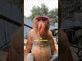 This Monkey's Nose is Huge... But there's a Reason