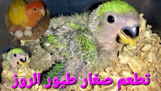 تعليم صغار طيور الروز للأكل  طريقة إطعام صغار طيور الحب