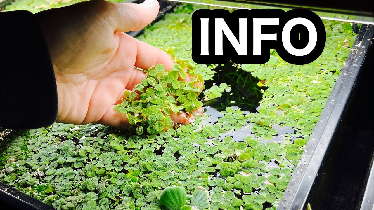 Salvinia minima