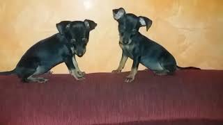 Eram duas, hoje nenhuma.    Quando perde duas cachorrinhas em 2 meses.