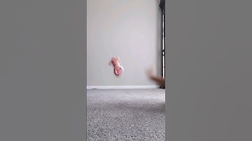 Sorry, Lainey! #beanieboo #beanieboos #stuffedanimal #plush #beaniebabies #trend