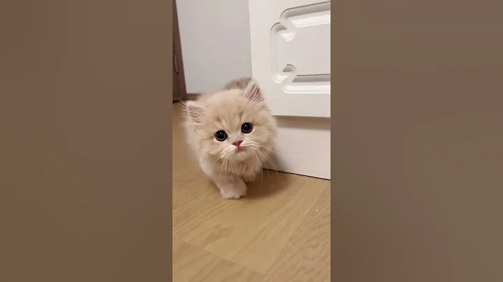 Kitten meowing 😻 | Cat sound | Cat video |Cat | Cat voice | Persian cat#meow #kucing #puppy #cutecat
