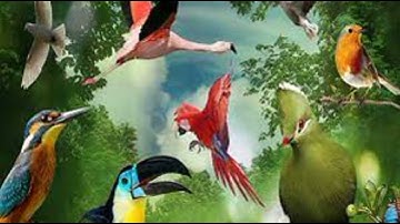 حالات واتس اب دينيه قران كريم سوره الهمزه