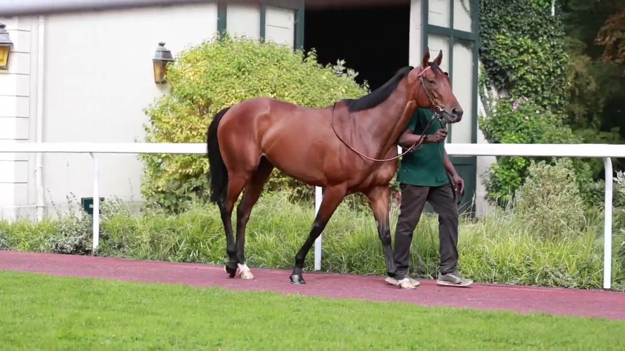 2024 THE ARC SALE - Lot 48 - g. ELAMAZ (GLENEAGLES x EMIYNA)