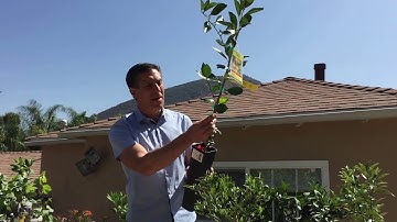 Standard, Semi-Dwarf & Dwarf Citrus Trees |  Lemon Varieties |   IV Organic Tree Guard Paint  + MORE