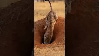 Leopard Turns Warthog Home Into Trap #shorts #animals #warthog #leopard #funny