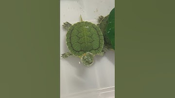 #baby #cute #tortoise #turtle #shortviral #shortvideo #shorts #short #youtubeshorts #youtubeshort