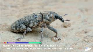 Thistle Bud Weevil