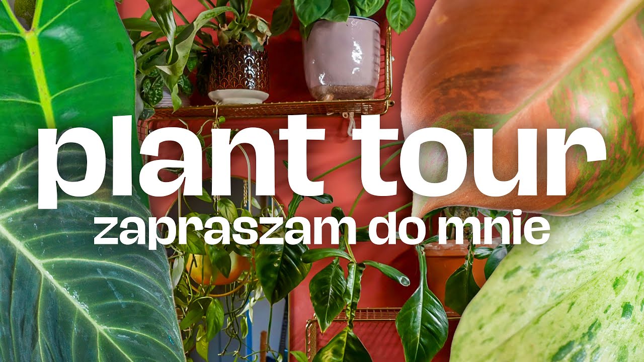 Plant tour u mnie • przegląd kolekcji • dużo roślin 