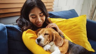 19 Reasons Why Dogs Are the Best Pet | Canine Companions | Ultimate Pet | Pet Ownership | Pet Care