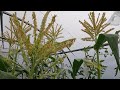 Pollinating sweetcorn | Giving the sweetcorn a helping hand