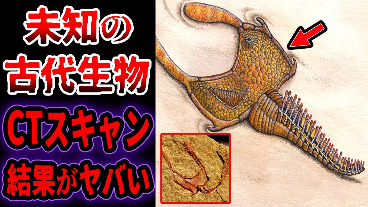 【ゆっくり解説】150年解明されなかった「未知の古代生物」の化石をCTスキャンした結果…ついに解明!正体がヤバすぎる…エイリアンのような古代 ...