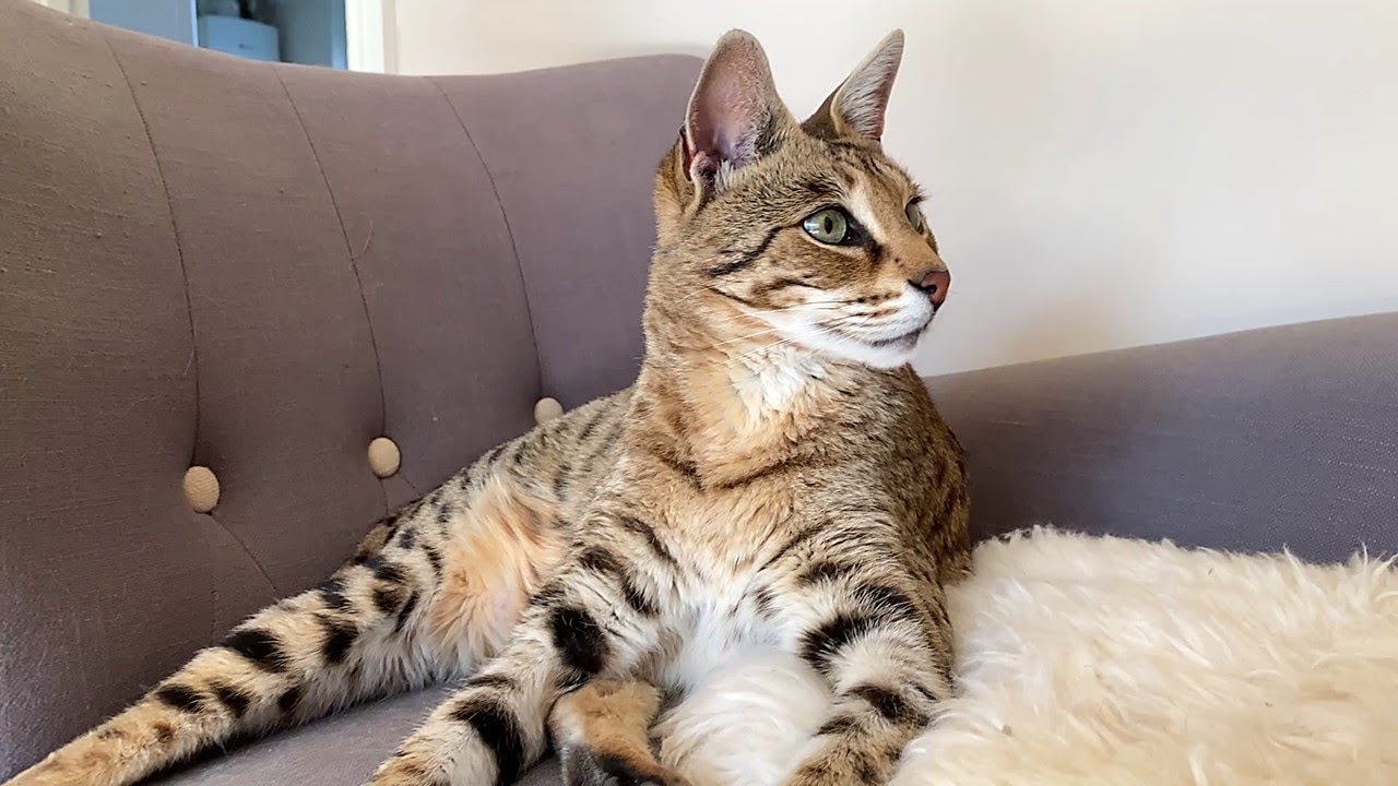 Savannah cat and Chausie play like kittens - YouTube
