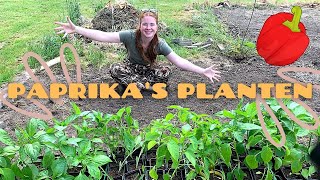 PAPRIKA'S EN PEPERS PLANTEN | Moestuin | Tip Voor Grotere Oogst | Werken in de Groenten Tuin.