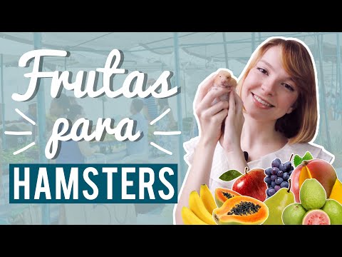 Vídeo: Os hamsters podem comer bananas?