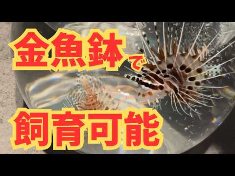 A Saltwater Bottle Aquarium!? Getting Up Close and Personal with a Tropical Lionfish