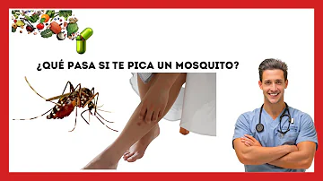 ¿Qué ocurre si te pica un mosquito?