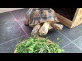 6 year old Sulcata Tortoise Eating