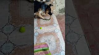 🤣😁#cherry #vlog #germanshepheard #dog #funny #shorts #viralvideo #youtubeshorts #dogworld #trending