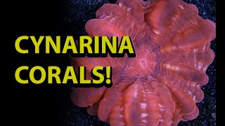 Cynarina Ccoral How To Care For One The Coolest Unusual Lps Corals