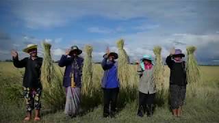 GI Thailand : Thung Kula Rong-Hai Thai Hom Mail Rice (English VTR)