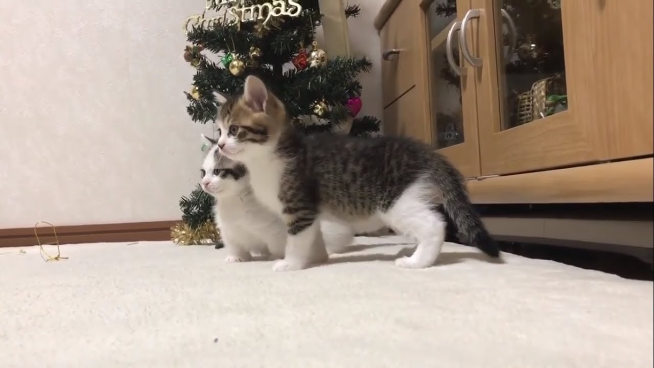 子猫に襲撃されるクリスマスツリーがおもしろい Youtube