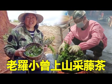 穀雨到老羅帶小曾上高山採野生藤茶，回家炮製做穀雨茶，太香了！ 【侗家老羅】